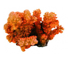 Prsatasti koral,12 cm